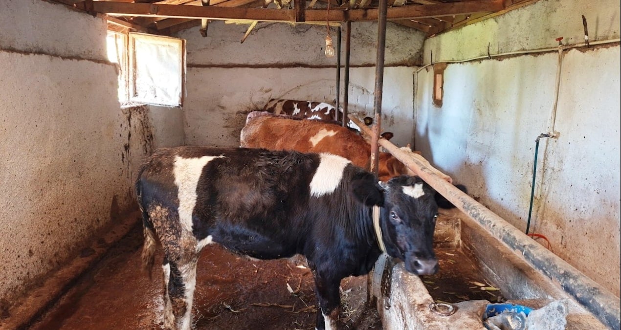 Şap alarmı devrede: İlçe karantinaya alındı