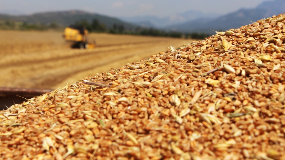 Buğday fiyatları Rusya’nın drone saldırısıyla 4 ayın zirvesini gördü