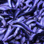 corumda hamsinin kilosu 40 liraya dustu kuyruk olustu WAqiESrY.jpg