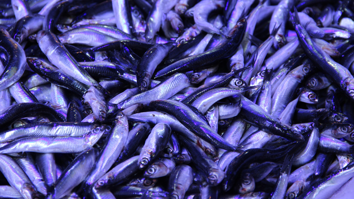 corumda hamsinin kilosu 40 liraya dustu kuyruk olustu WAqiESrY.jpg