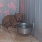 2-kardese-saldiran-pitbull-ile-ilgili-12-sikayet-yapilmis-kWbu7nsp.jpg
