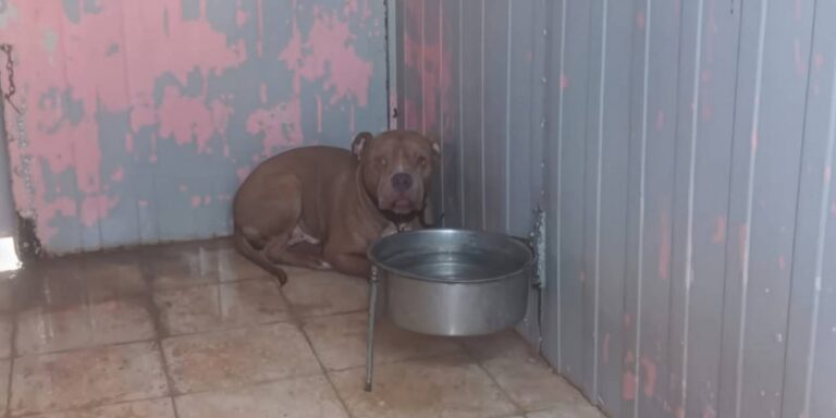 2-kardese-saldiran-pitbull-ile-ilgili-12-sikayet-yapilmis-kWbu7nsp.jpg