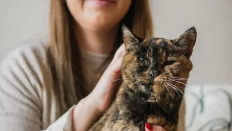 dunyanin-bilinen-en-yasli-kedisi-flossie-30-yasina-girdi-wDclqFgx.jpg