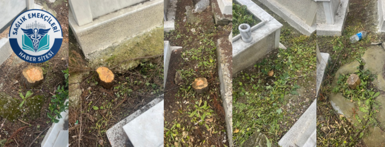 buca-gokdere-mezarliginda-agac-katliami-vatandaslardan-tepki-yagiyor-saglik-emekcileri-haber-kanali-MbnjXf2n.png